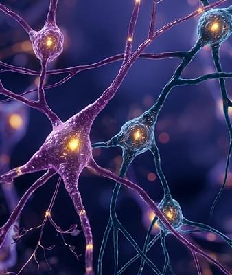 Advanced insights into lymphatic function, and fascia regulation.